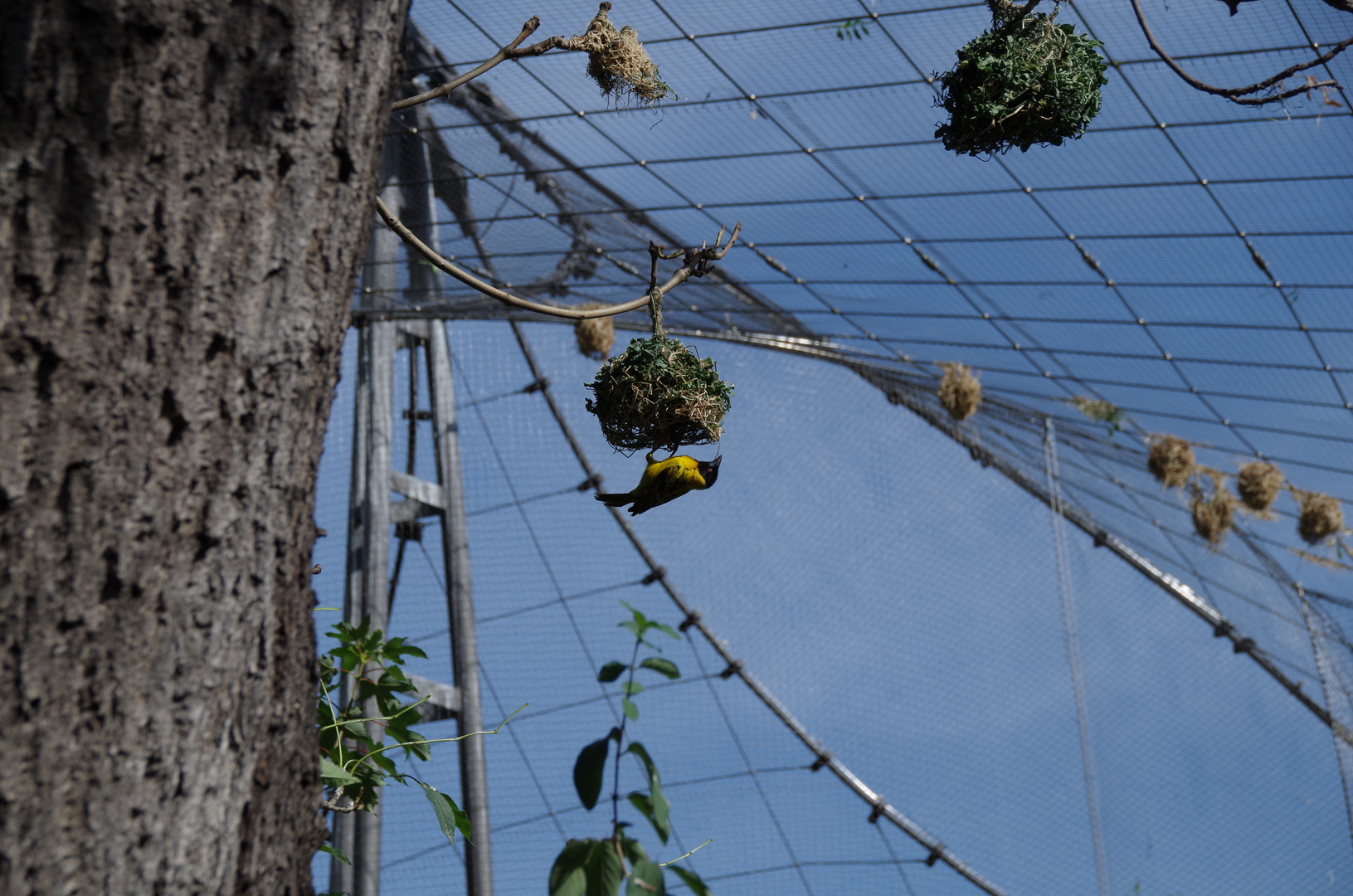 Webervogel beim Nestbau