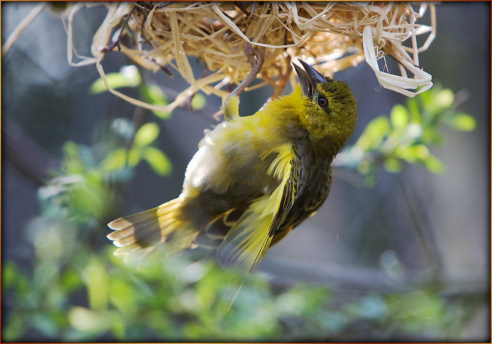 Webervogel beim Nestbau