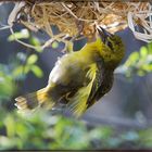 Webervogel beim Nestbau