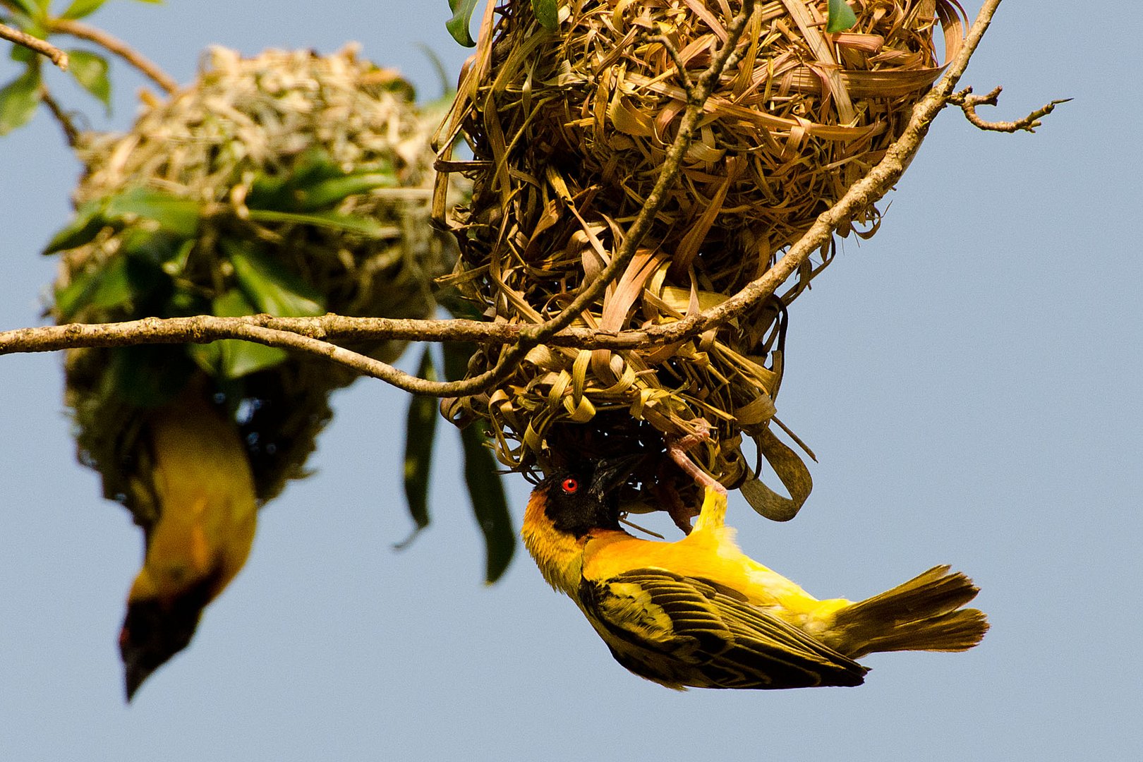 Webervogel beim Nestbau