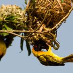 Webervogel beim Nestbau