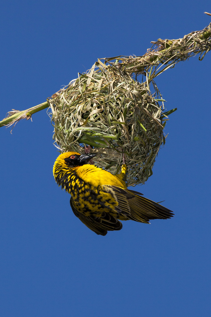 Webervogel beim Nestbau