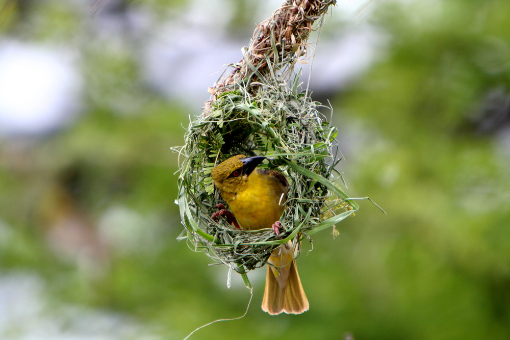 Webervogel beim Nestbau