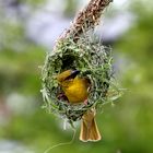 Webervogel beim Nestbau