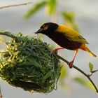 Webervogel beim Nestbau