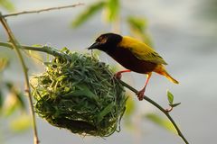 Webervogel beim Nestbau