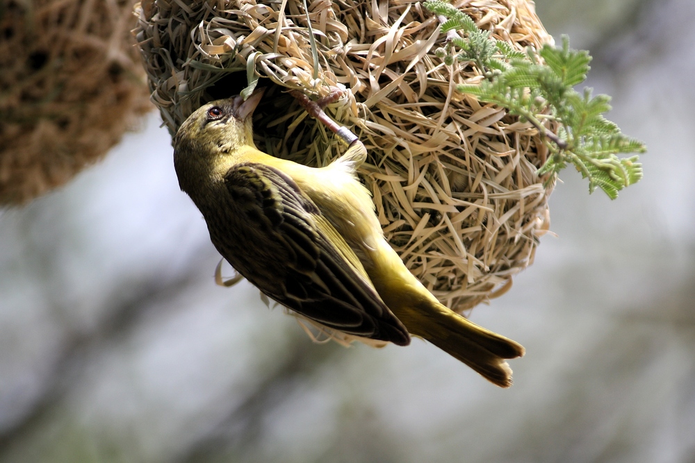 Webervogel beim Nestbau