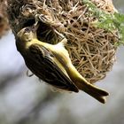 Webervogel beim Nestbau