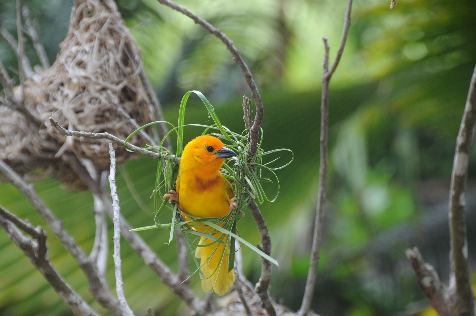 Webervogel beim Nestbau - Kenia