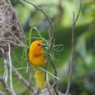 Webervogel beim Nestbau - Kenia