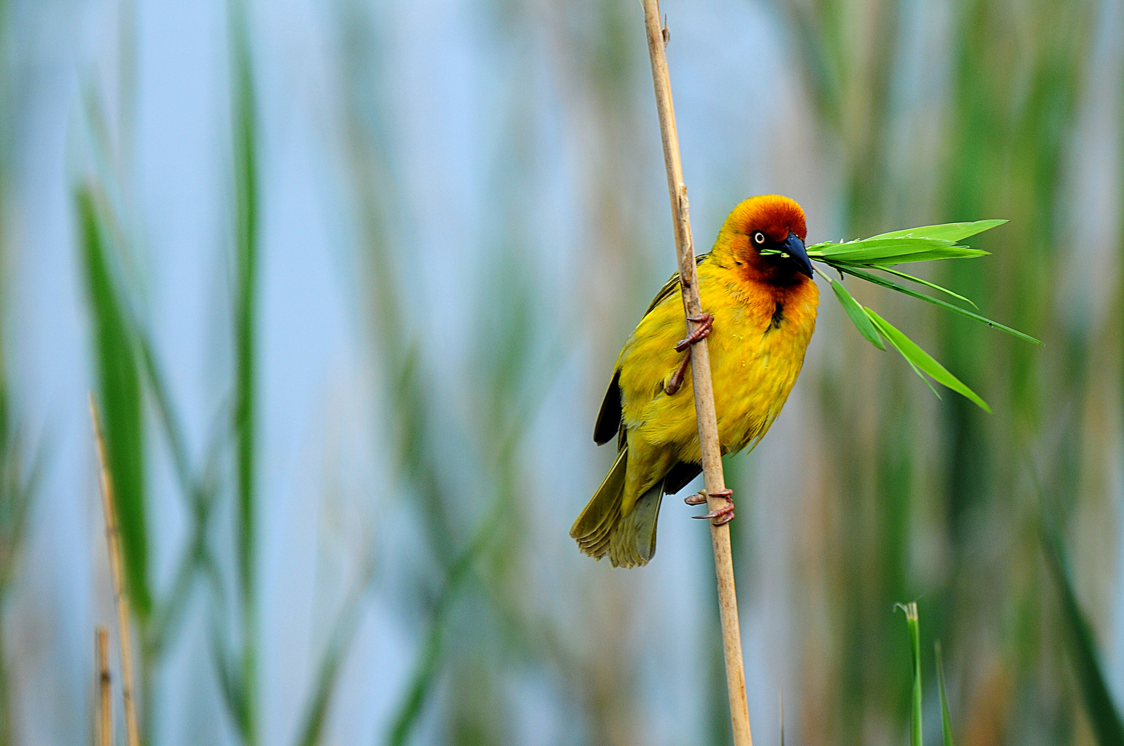 Webervogel beim Sammeln