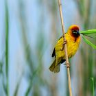 Webervogel beim Sammeln