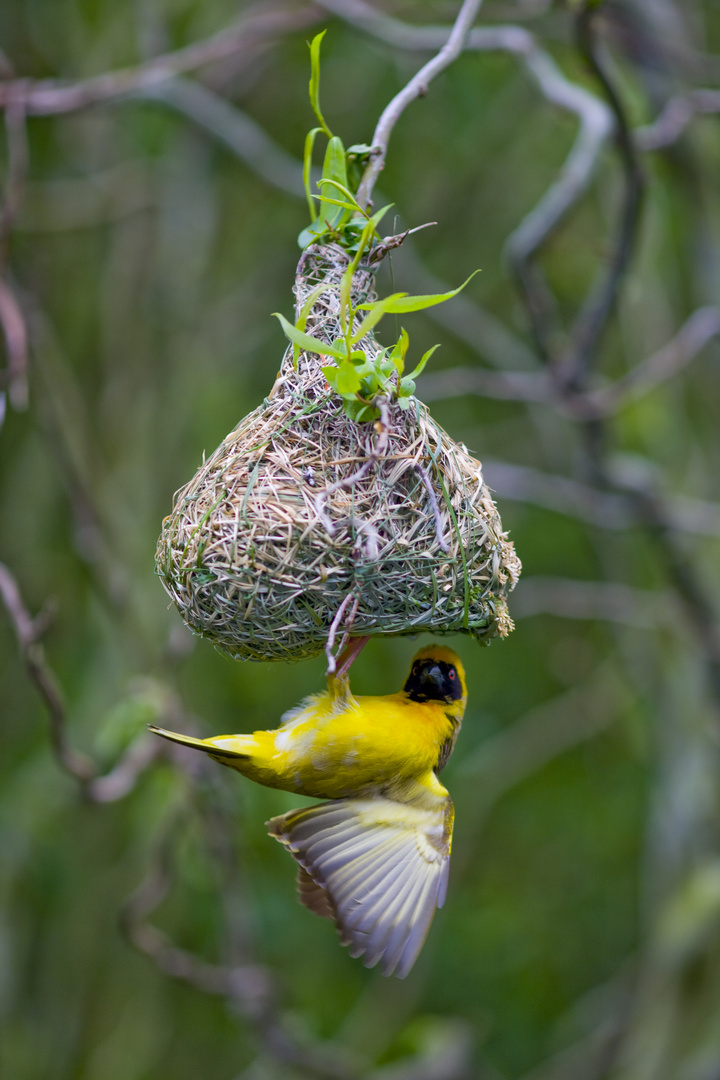 Webervogel bereitet sein Nest