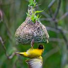 Webervogel bereitet sein Nest