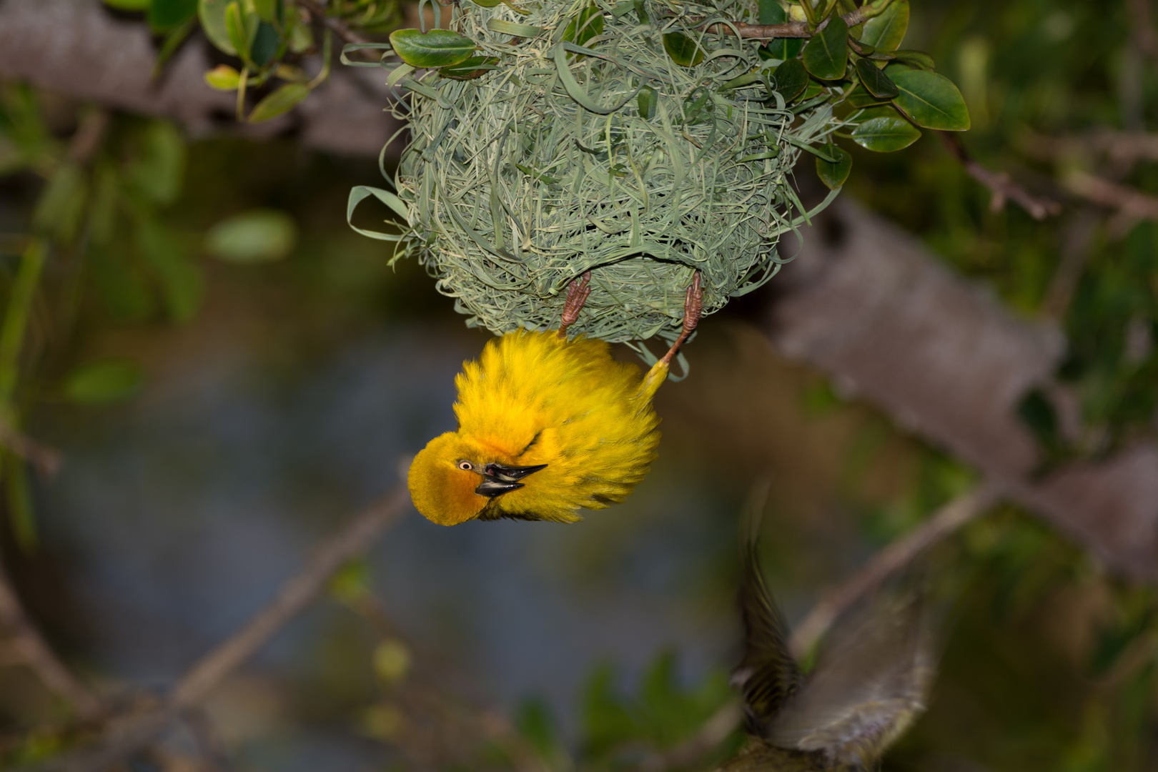 Webervogel