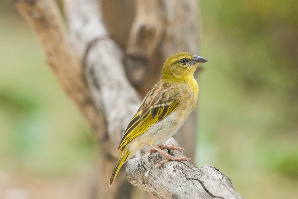 Webervogel Foto & Bild natur, weber, tiere Bilder auf