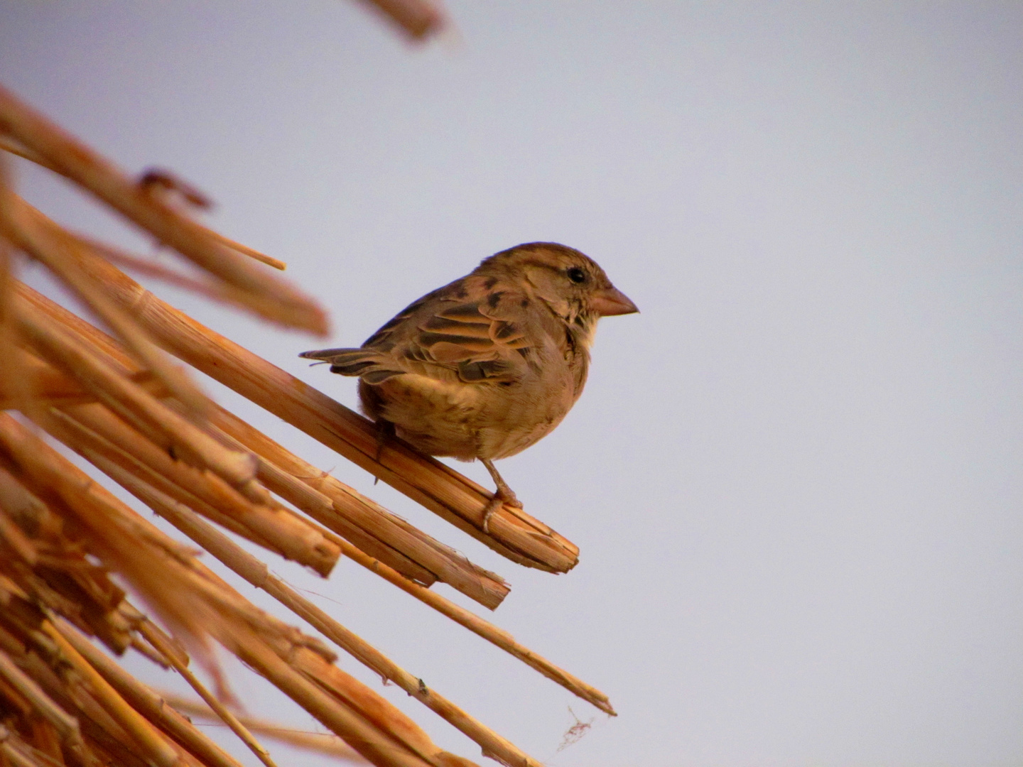 Webervogel