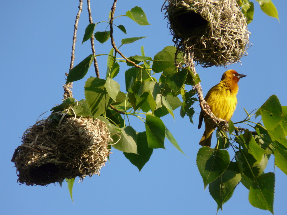 Webervogel