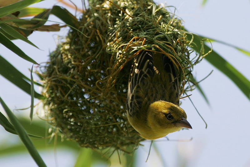 Webervogel