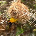 Webervogel im Landeanflug