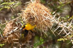 Webervogel im Landeanflug