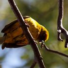 Webervogel in Clanwilliam Südafrika