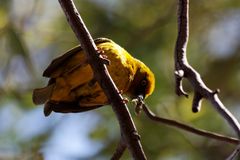 Webervogel in Clanwilliam Südafrika