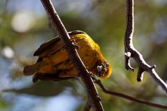 Webervogel in Clanwilliam Südafrika 2