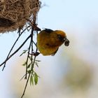 Webervogel in Clanwilliam Südafrika 3