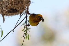 Webervogel in Clanwilliam Südafrika 3