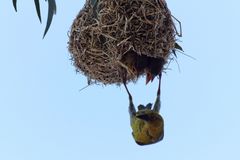 Webervogel in Clanwilliam Südafrika 4