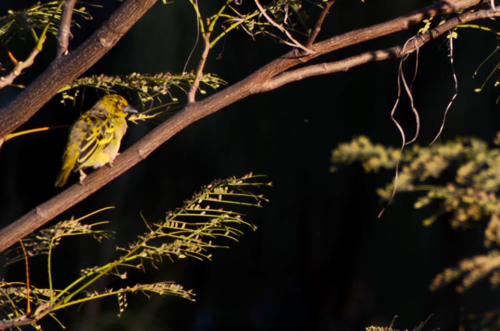 Webervogel in der Abendsonne