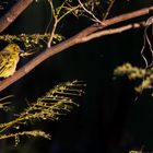 Webervogel in der Abendsonne