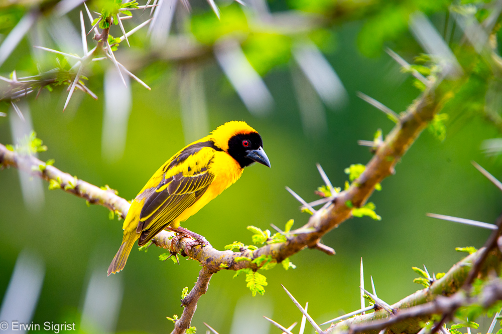 Webervogel in der Masai Mara (Kenya)