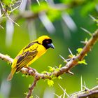 Webervogel in der Masai Mara (Kenya)