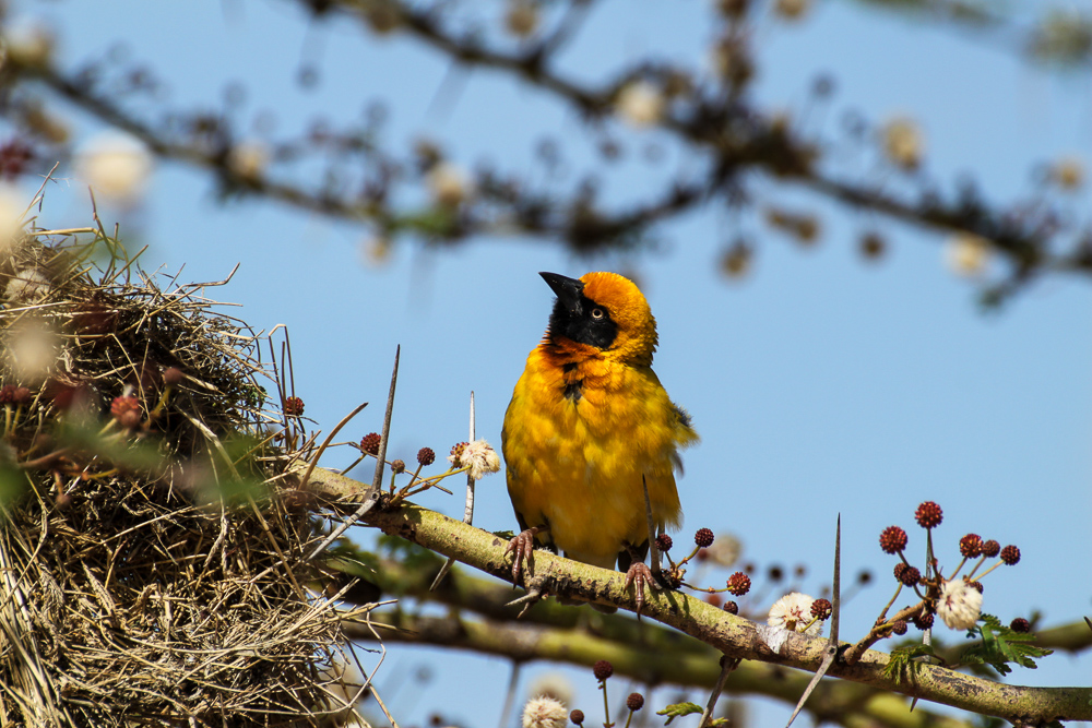 Webervogel in Kenia