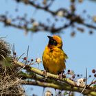 Webervogel in Kenia