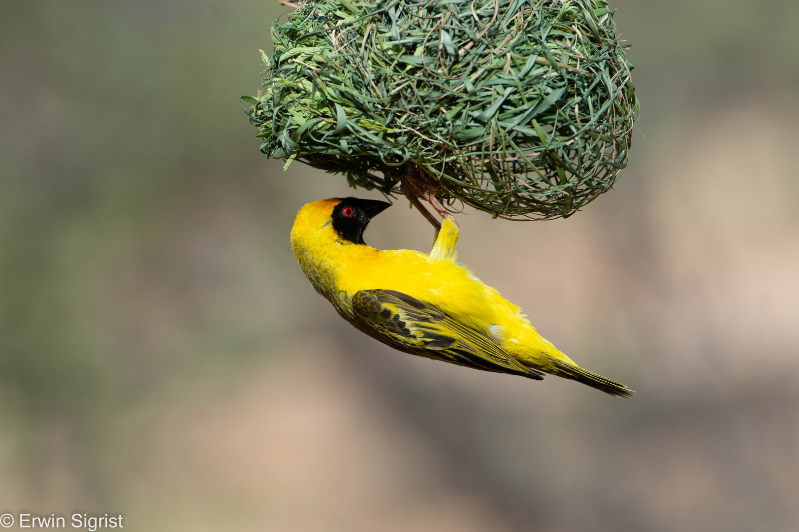 Webervogel in Namibia