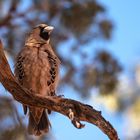 Webervogel in Namibia