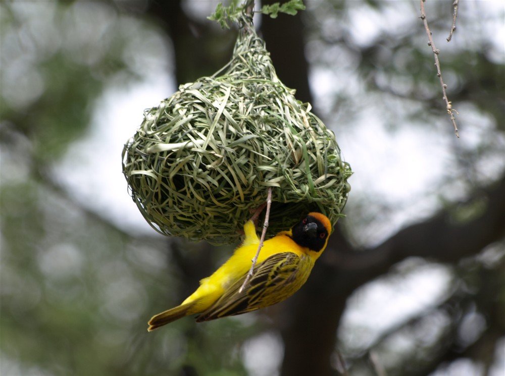 Webervogel in Okuejo