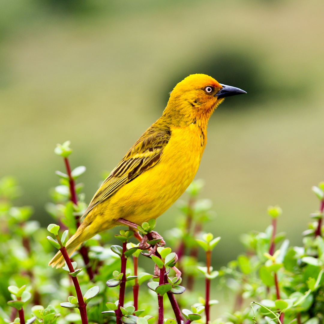 Webervogel in Südafrika