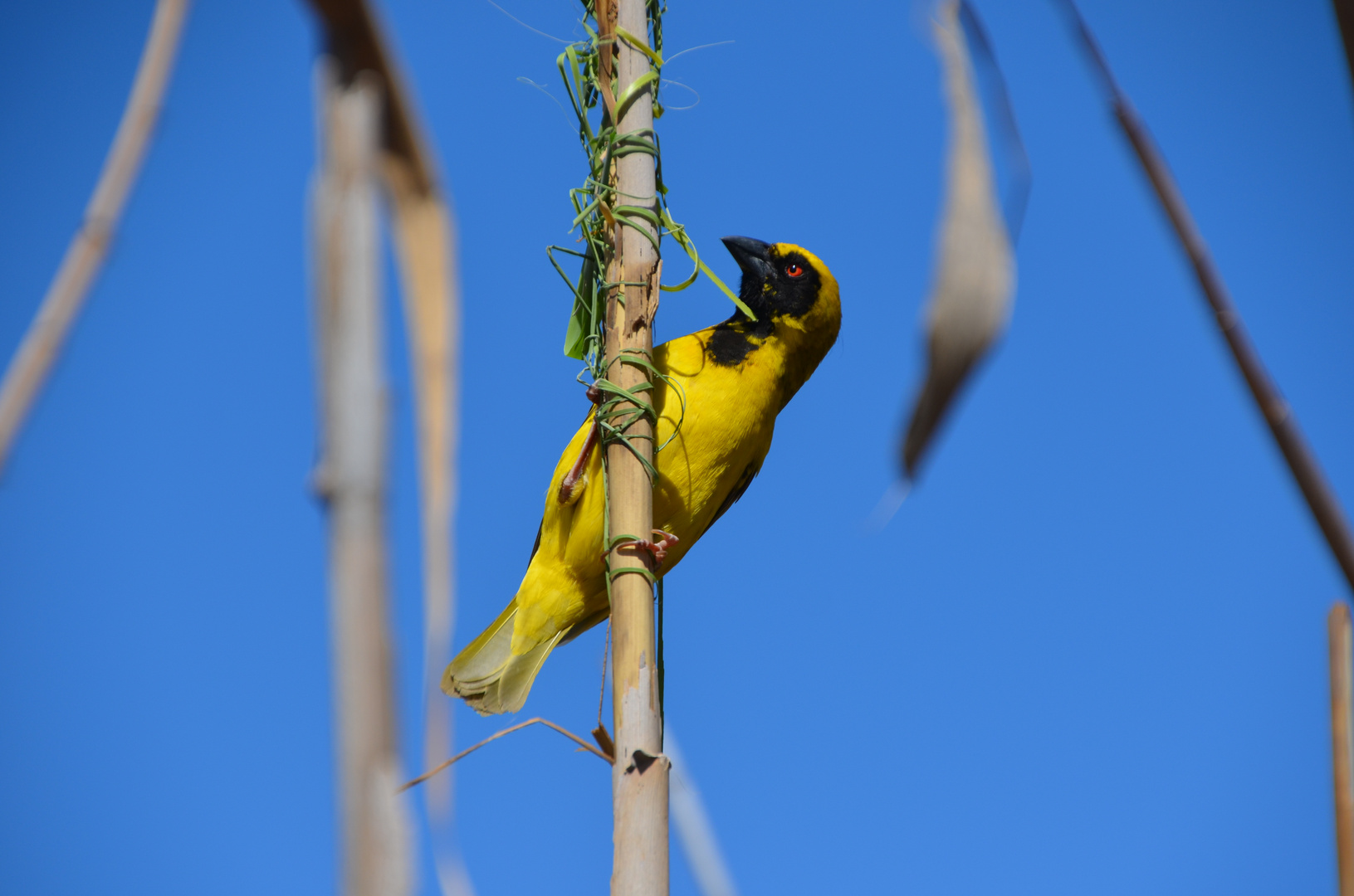 Webervogel in Südafrika