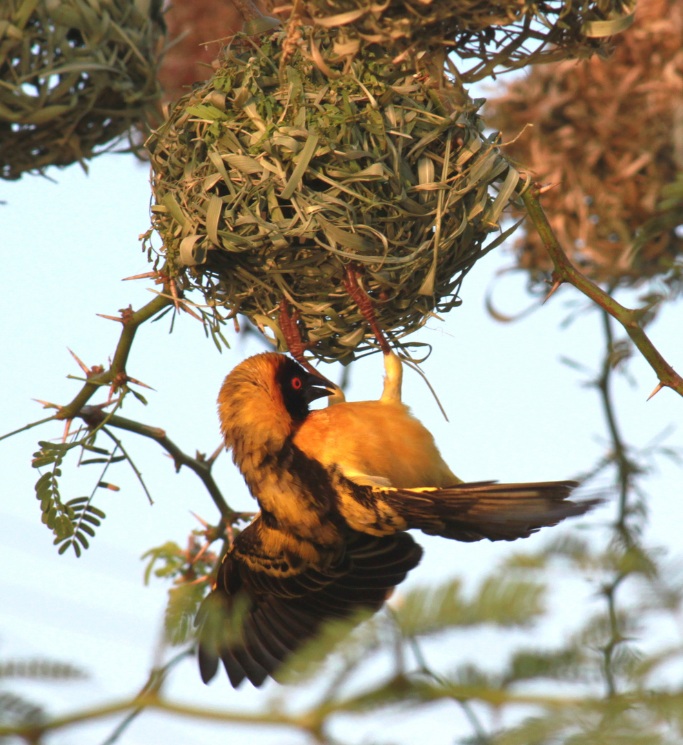 Webervogel Lake Baringo Kenya