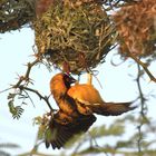 Webervogel Lake Baringo Kenya