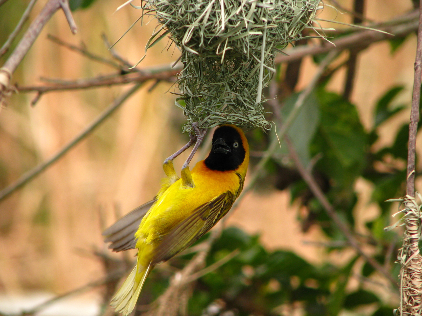 Webervogel macht Klimmzüge