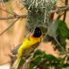 Webervogel macht Klimmzüge