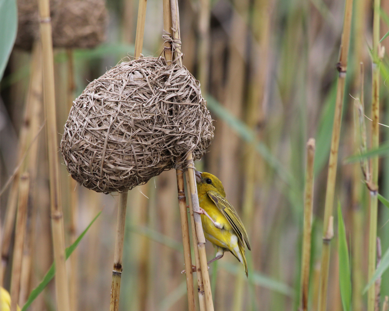 Webervogel mit Nest