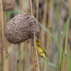 Webervogel mit Nest