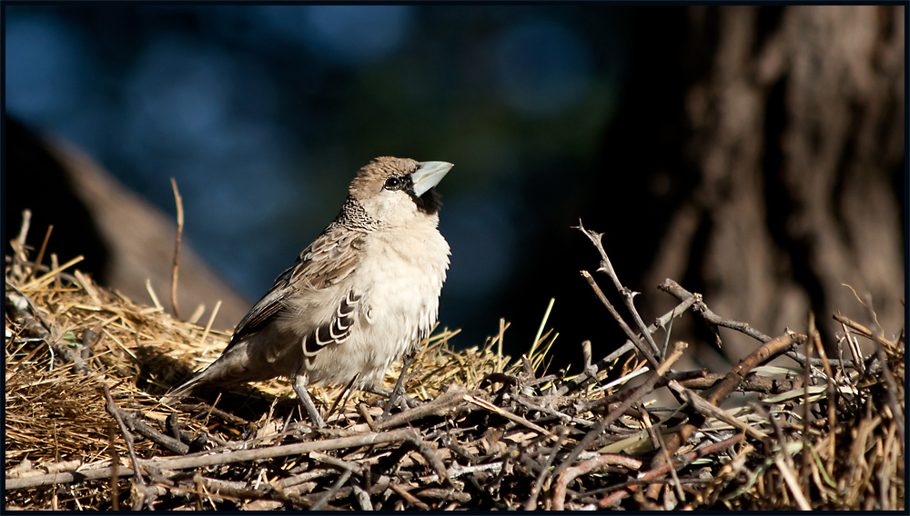 Webervogel - Namibia