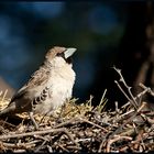 Webervogel - Namibia